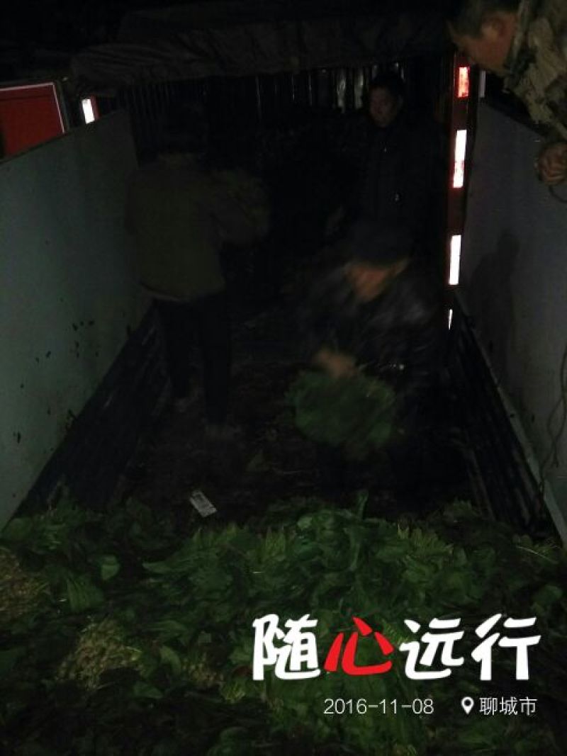 大叶菠菜25~30厘米