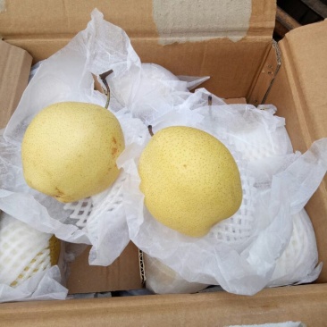雪花梨300~350g纸箱