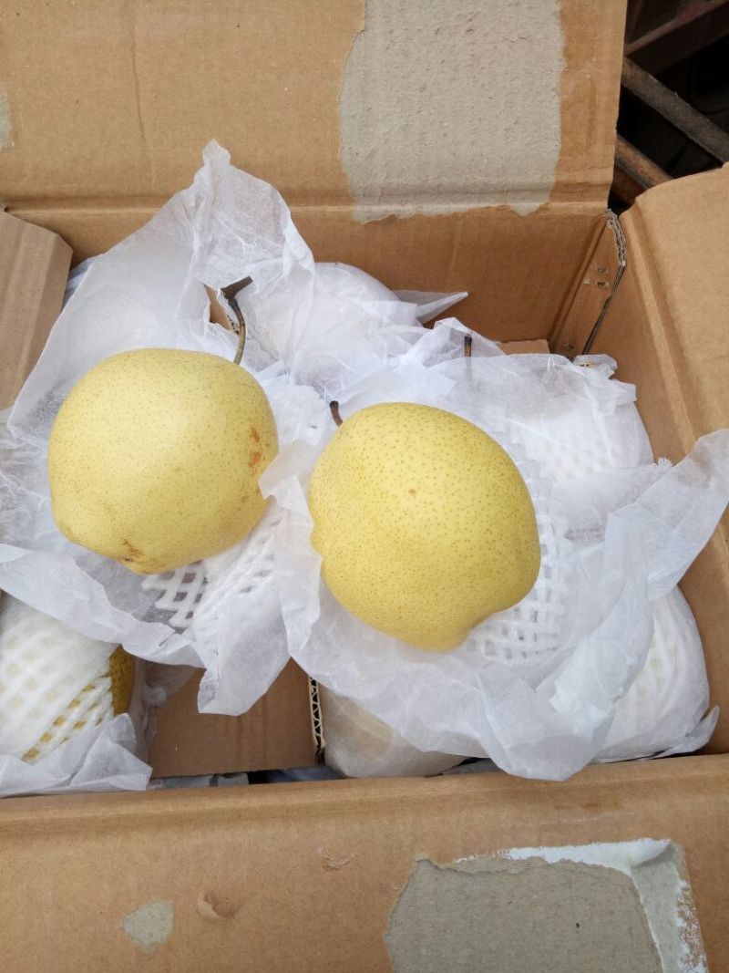 雪花梨300~350g纸箱
