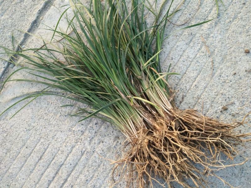 小叶麦冬苗四川绵阳产地直发绿化草坪质量保证