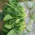 大叶菠菜