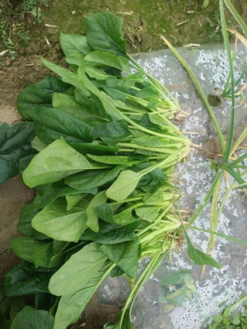 大叶菠菜