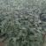 花椒苗1-3年苗大红袍，狮子头，无刺花椒