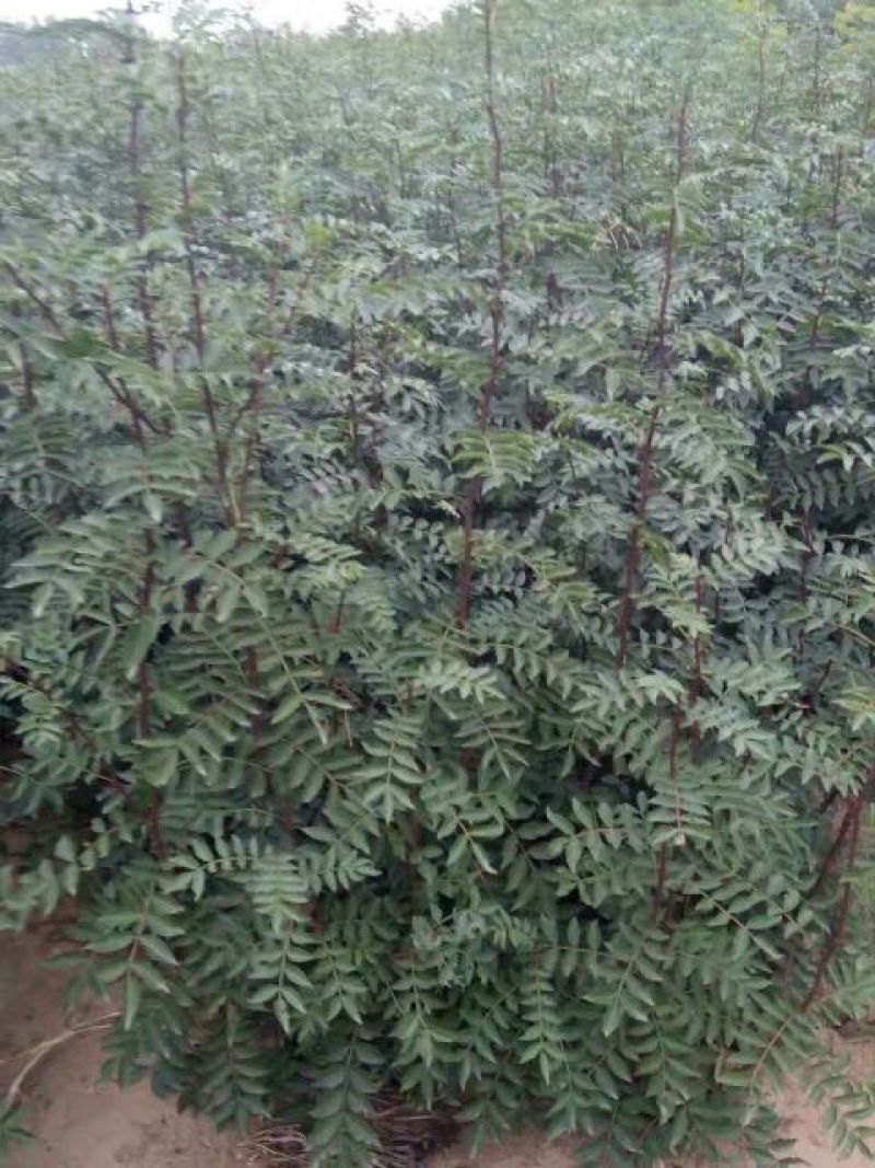 花椒苗1-3年苗大红袍，狮子头，无刺花椒