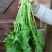 大叶菠菜25~30厘米