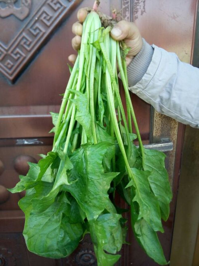 大叶菠菜25~30厘米