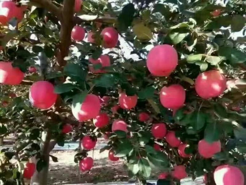 红富士苹果80mm以上纸袋