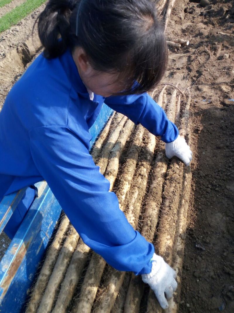 山药4~6厘米一级通货50~70厘米