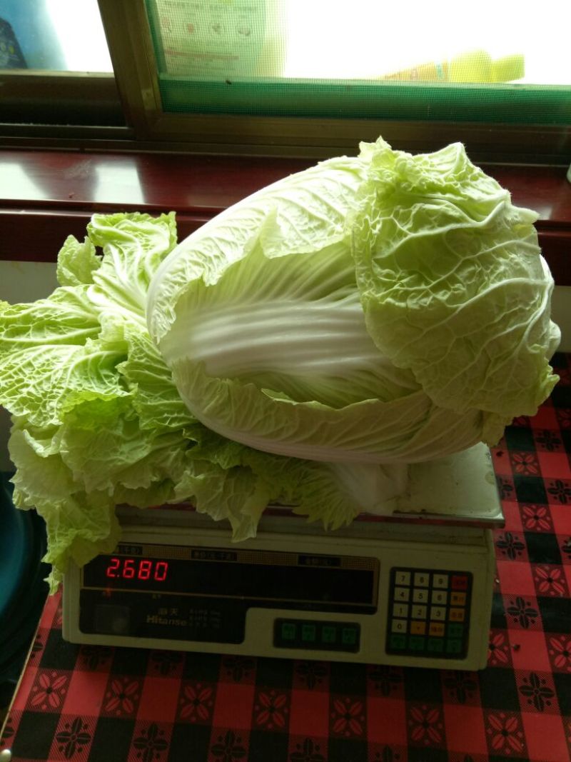 大白菜，大量现货供应，有大棚与地膜盖两种，