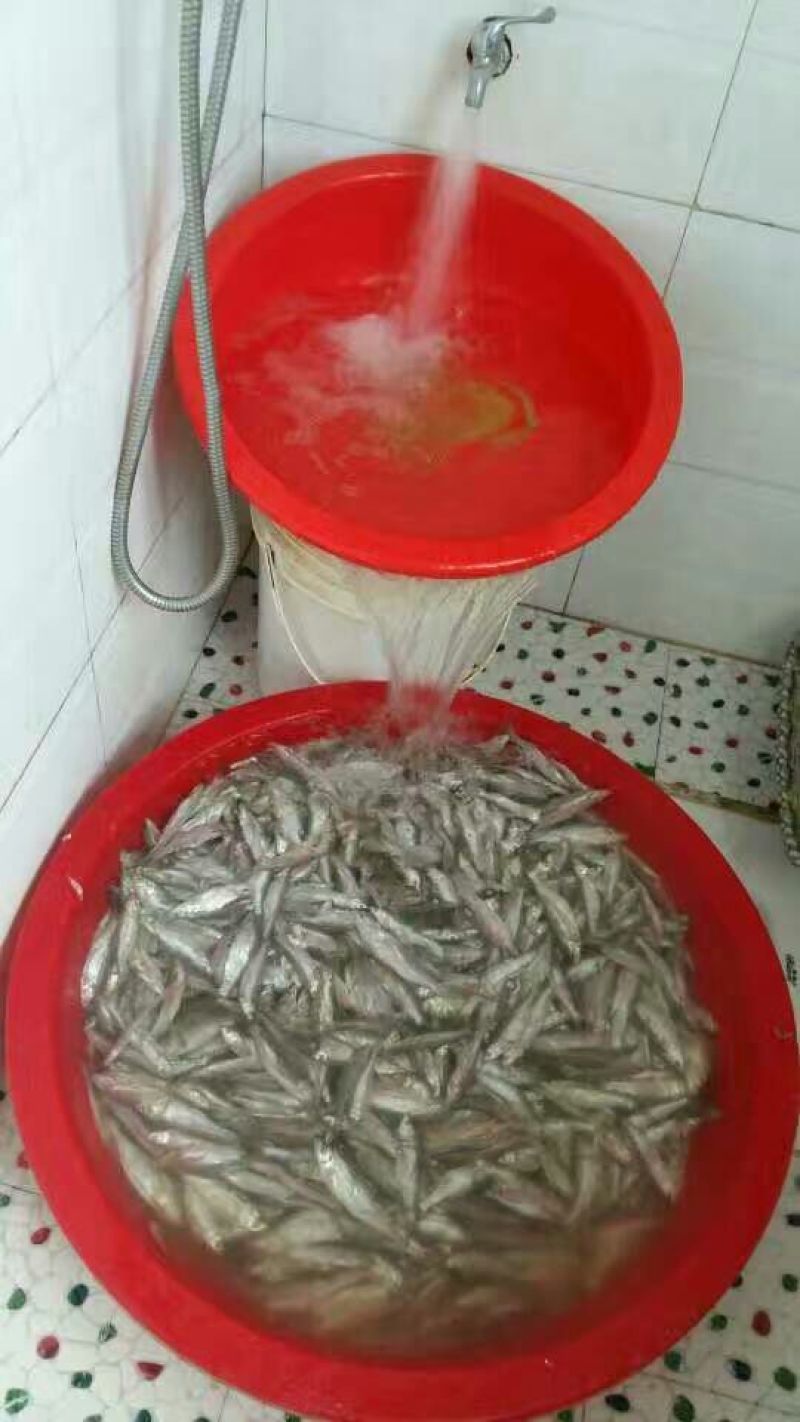 刁子鱼干