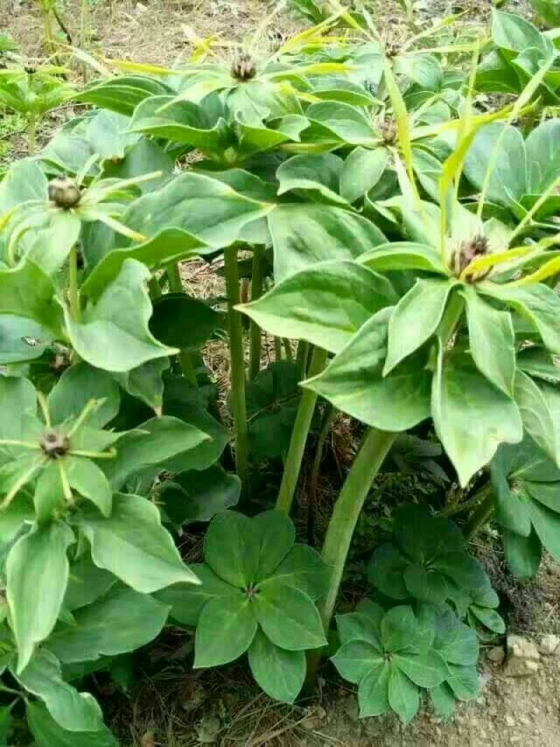 七叶一枝花，纯正云南滇重楼子90%以上出苗率