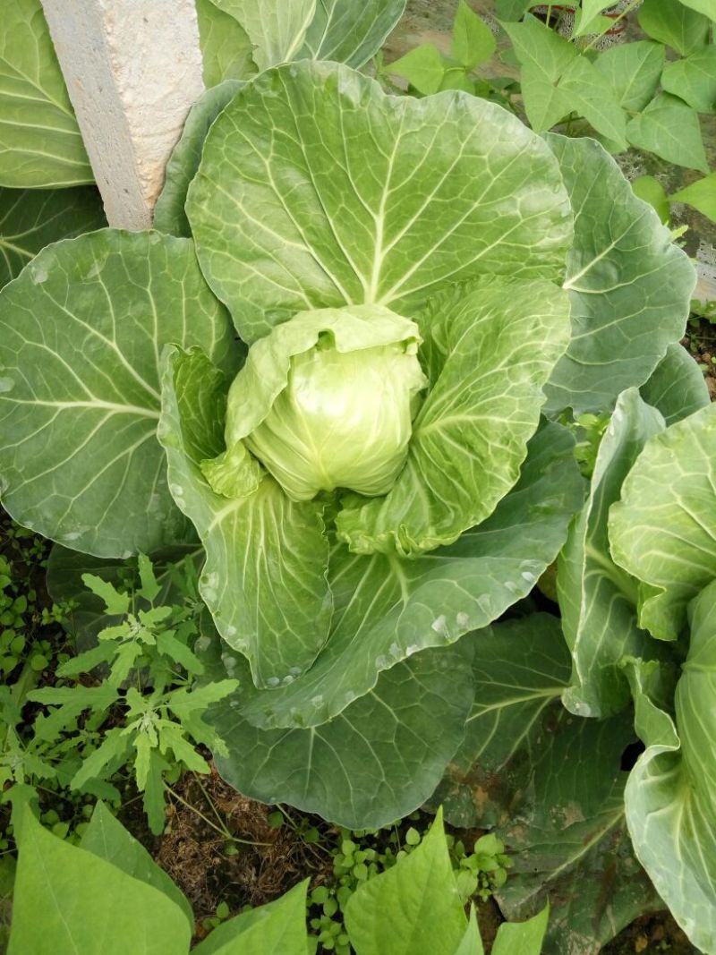 圆包菜1~1.5斤精品绿甘蓝！色泽亮并且绿！