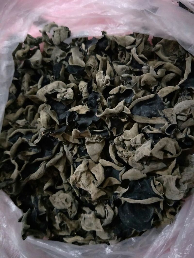 黑山秋耳二级