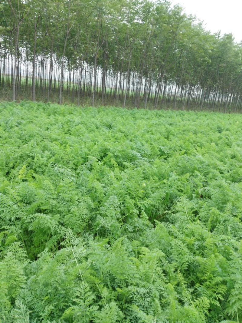 大红萝卜0.2~1斤起