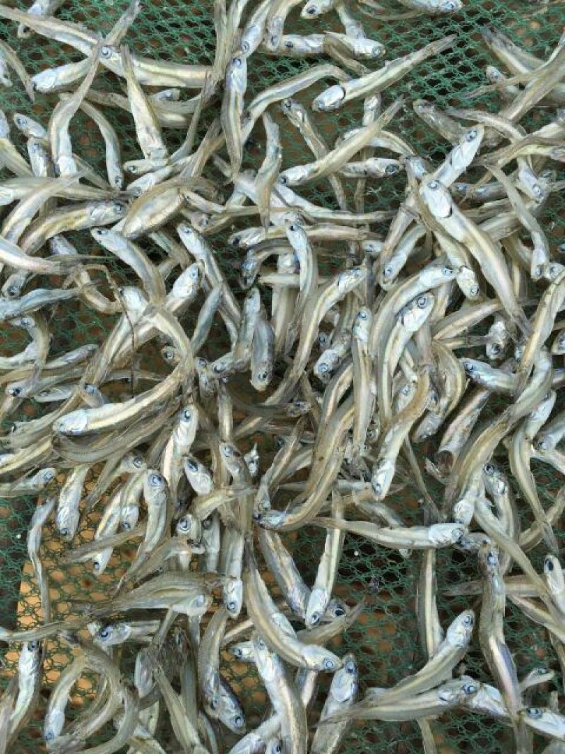 银鱼干