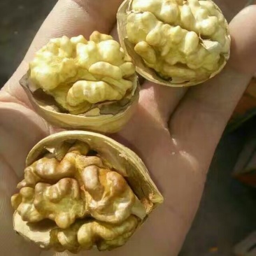 新新2号核桃去皮干
