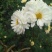 白菊花茶