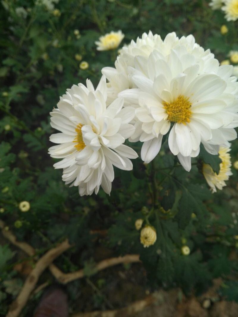 白菊花茶