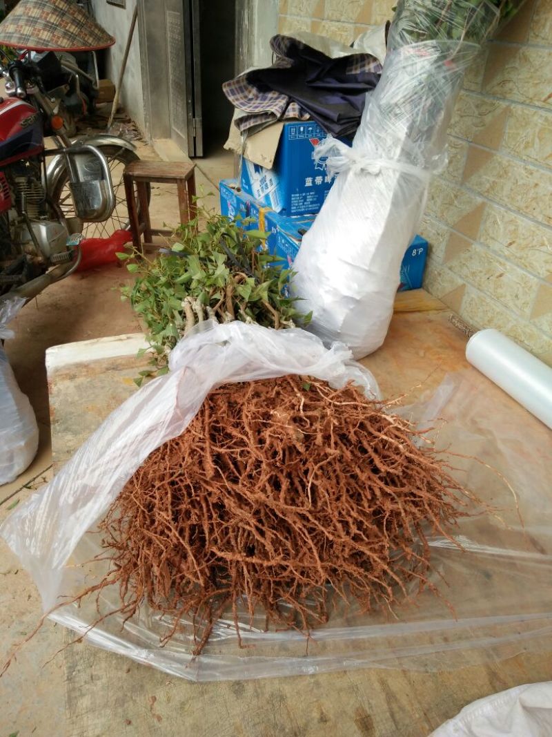 西瓜番石榴苗50~80cm