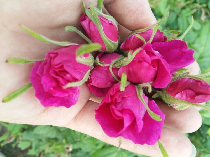 玫瑰花茶