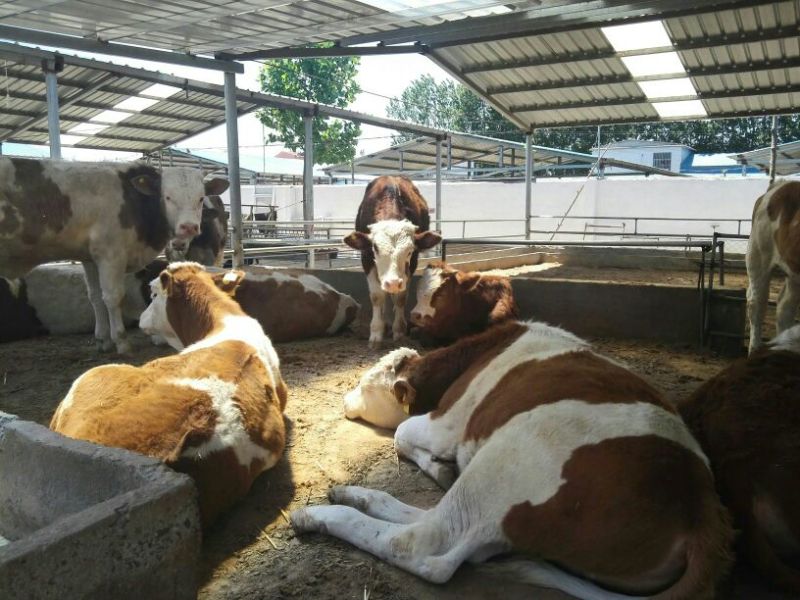 肉牛200斤以下