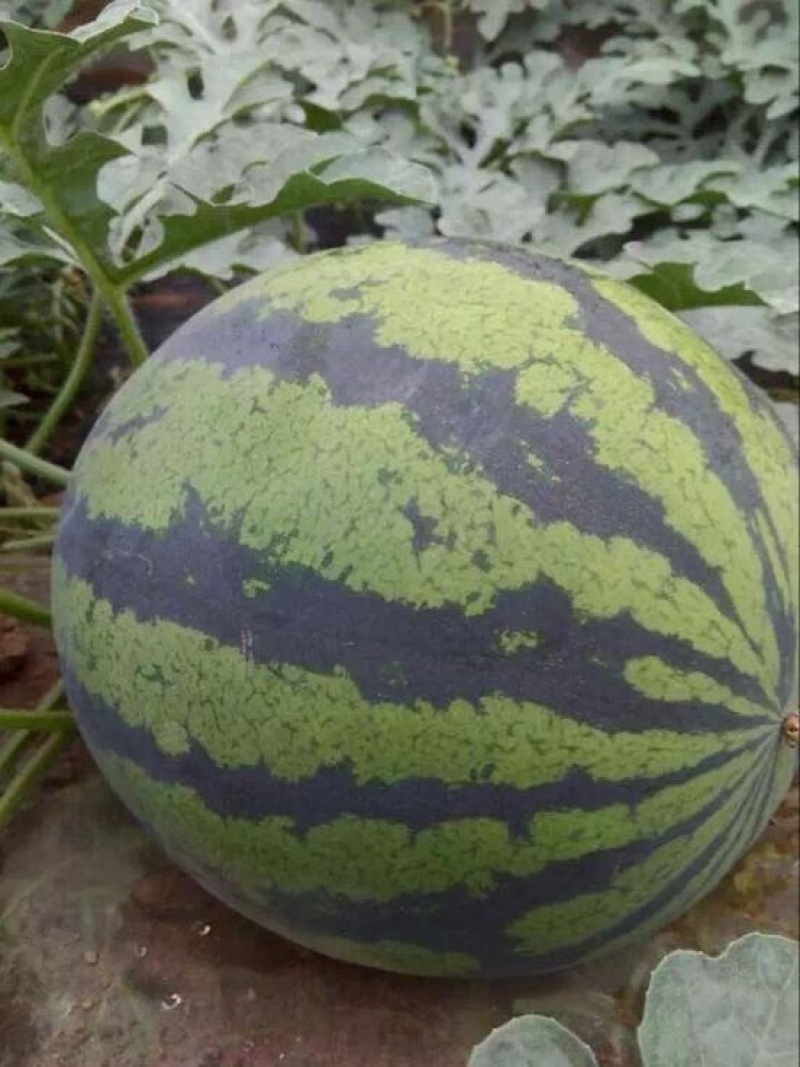 西州蜜瓜