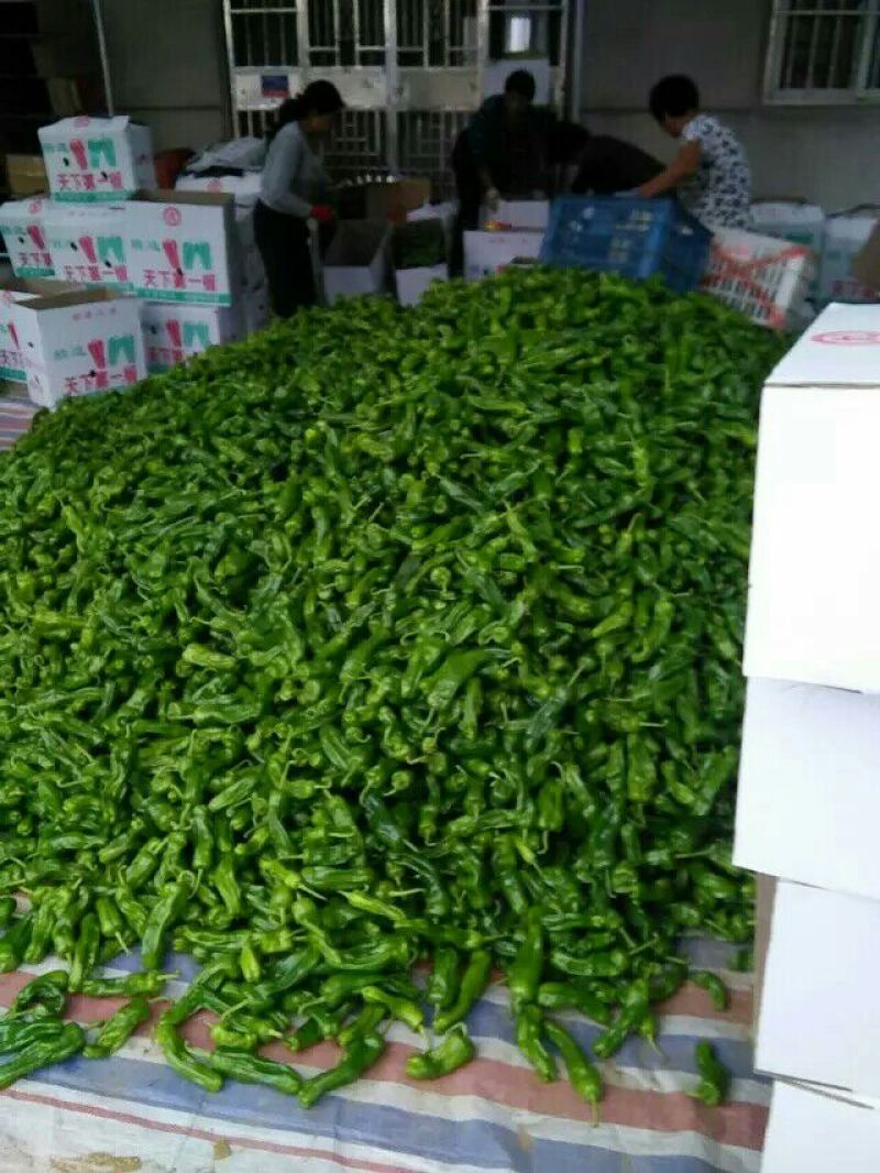 薄皮椒10~15厘米青