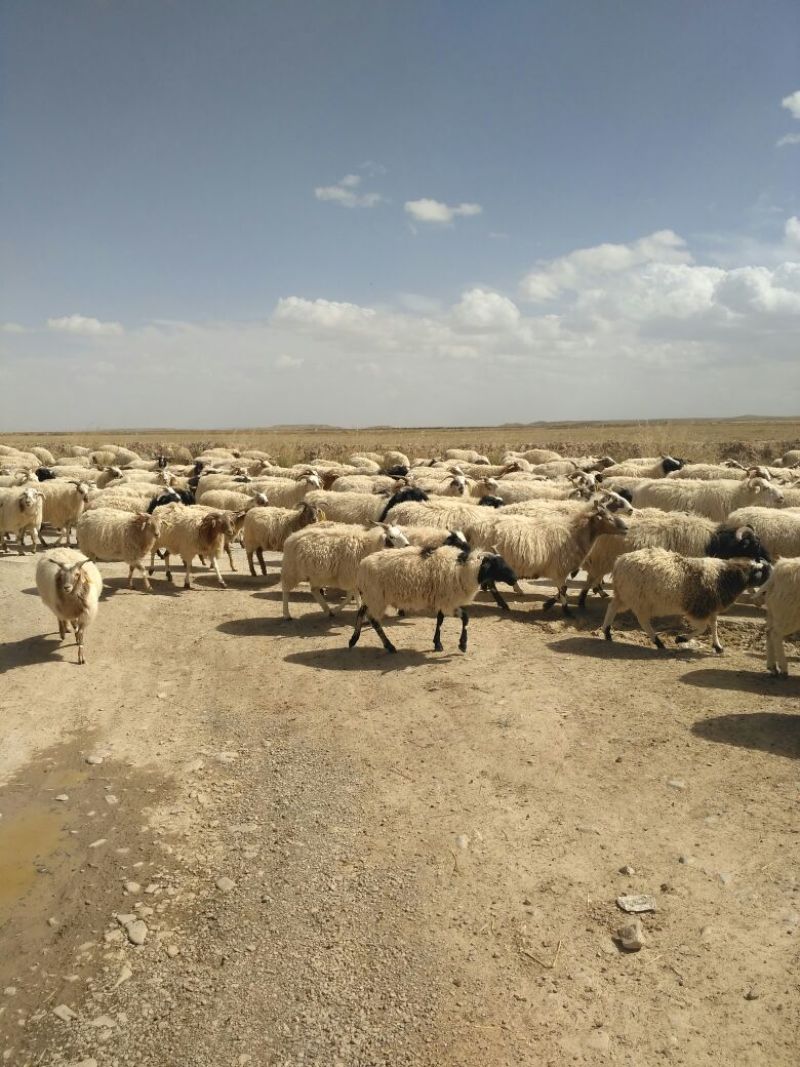 羊仔30~50斤
