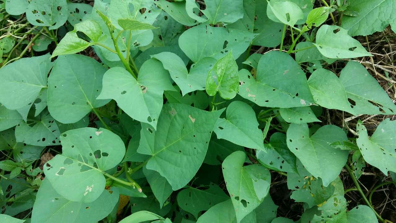 广东肇庆市高要市番薯叶批发_黎国坚供应_一