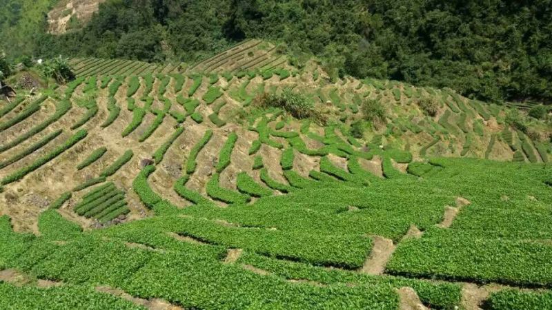 观音茶特级