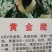 冬桃苗30cm以下