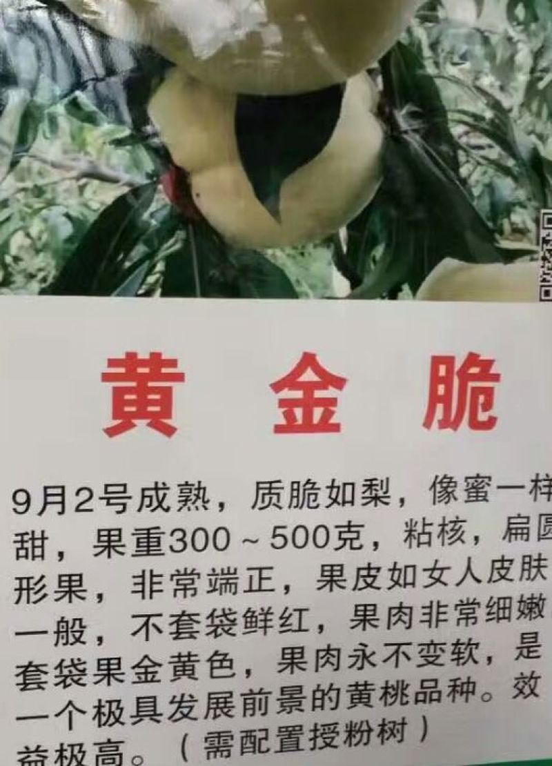 冬桃苗30cm以下