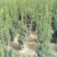 南方红豆杉2cm以下4cm以下0.5米以下