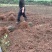 优质蓝花楹小苗，蓝花楹树苗，泸州蓝花楹小苗基地