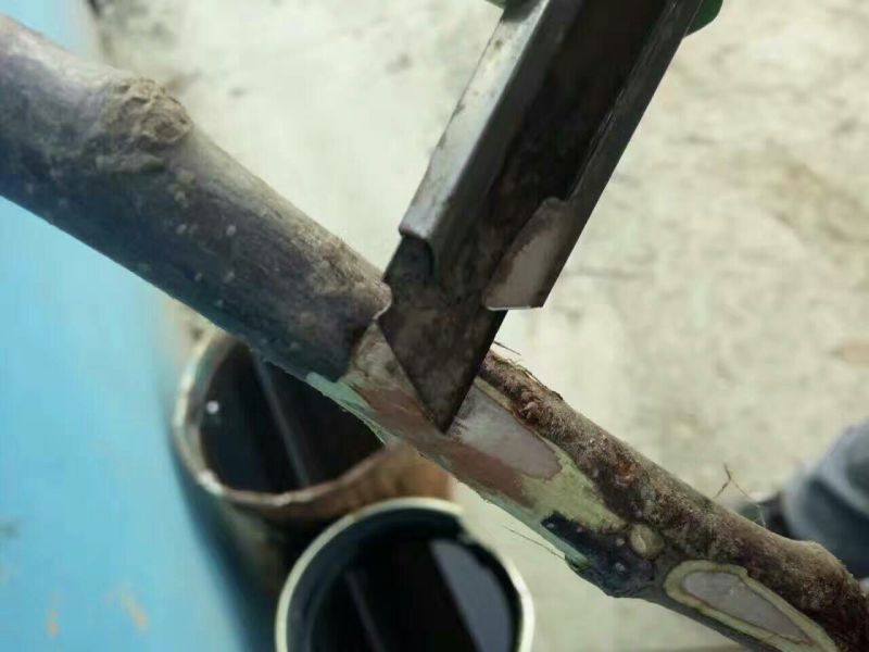 嫁接红肉苹果树苗0.8以上的红肉苹果