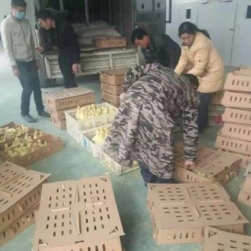 皖西白鹅鹅苗