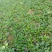小叶菠菜10~15厘米