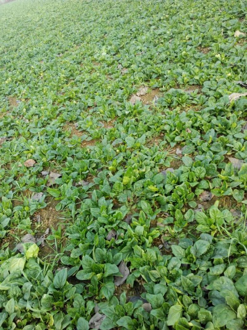 小叶菠菜10~15厘米