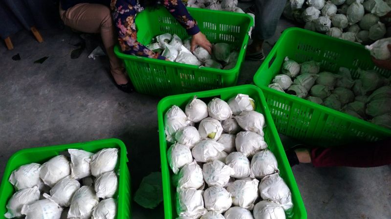 金花梨200~250g光果