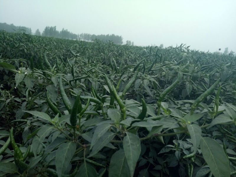 鲜辣椒5~10厘米青一手货源运费低货量大耐运输按需分拣打