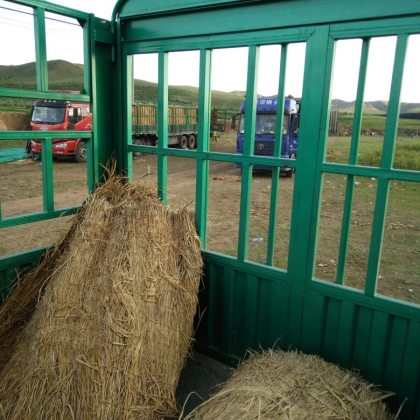 江苏徐州市邳州市金城5号西瓜 8斤打底 9成熟