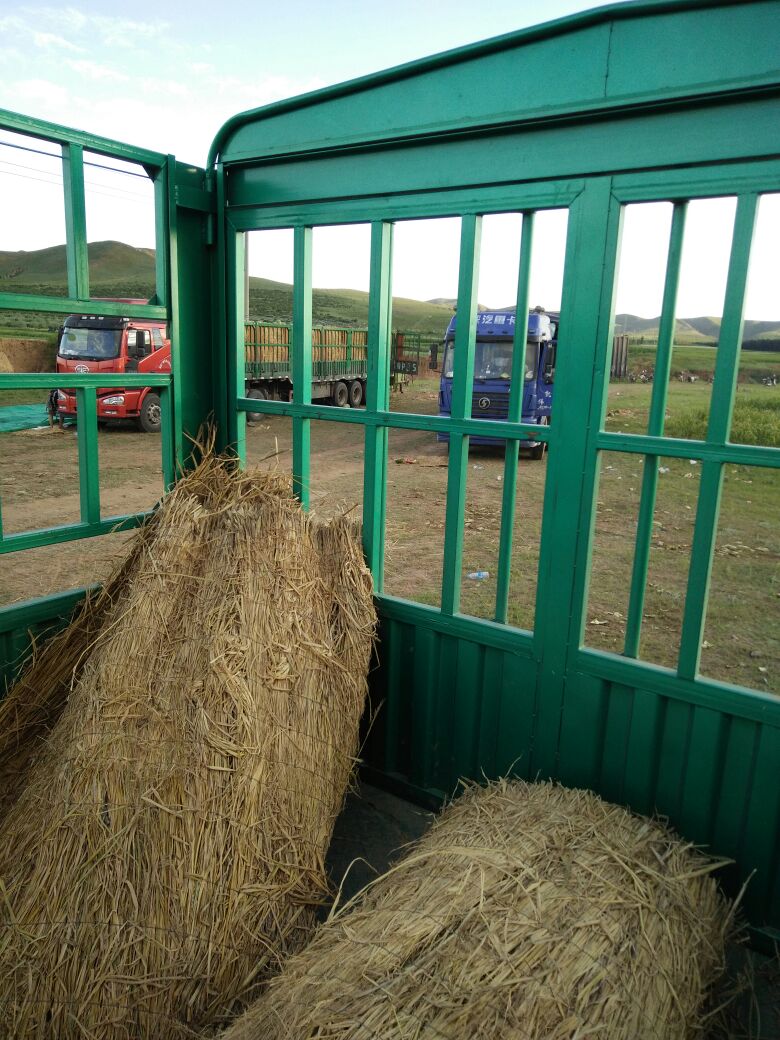 江苏徐州市邳州市金城5号西瓜 8斤打底 9成熟