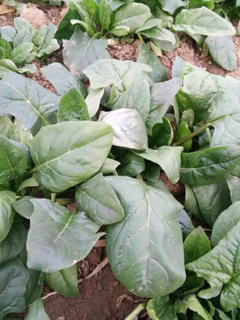 菠菜15~20厘米