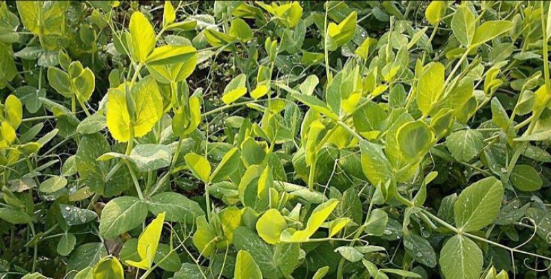 东台豌豆尖东台豌豆苗新鲜当季时令蔬菜现摘现发