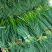 苍山蒜薹60~70厘米