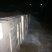 中国福建古田新鲜茶树菇