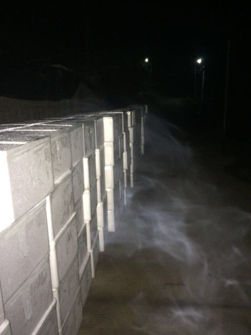 中国福建古田新鲜茶树菇