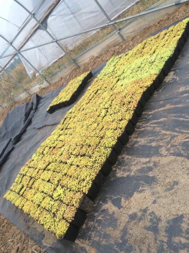 多肉植物