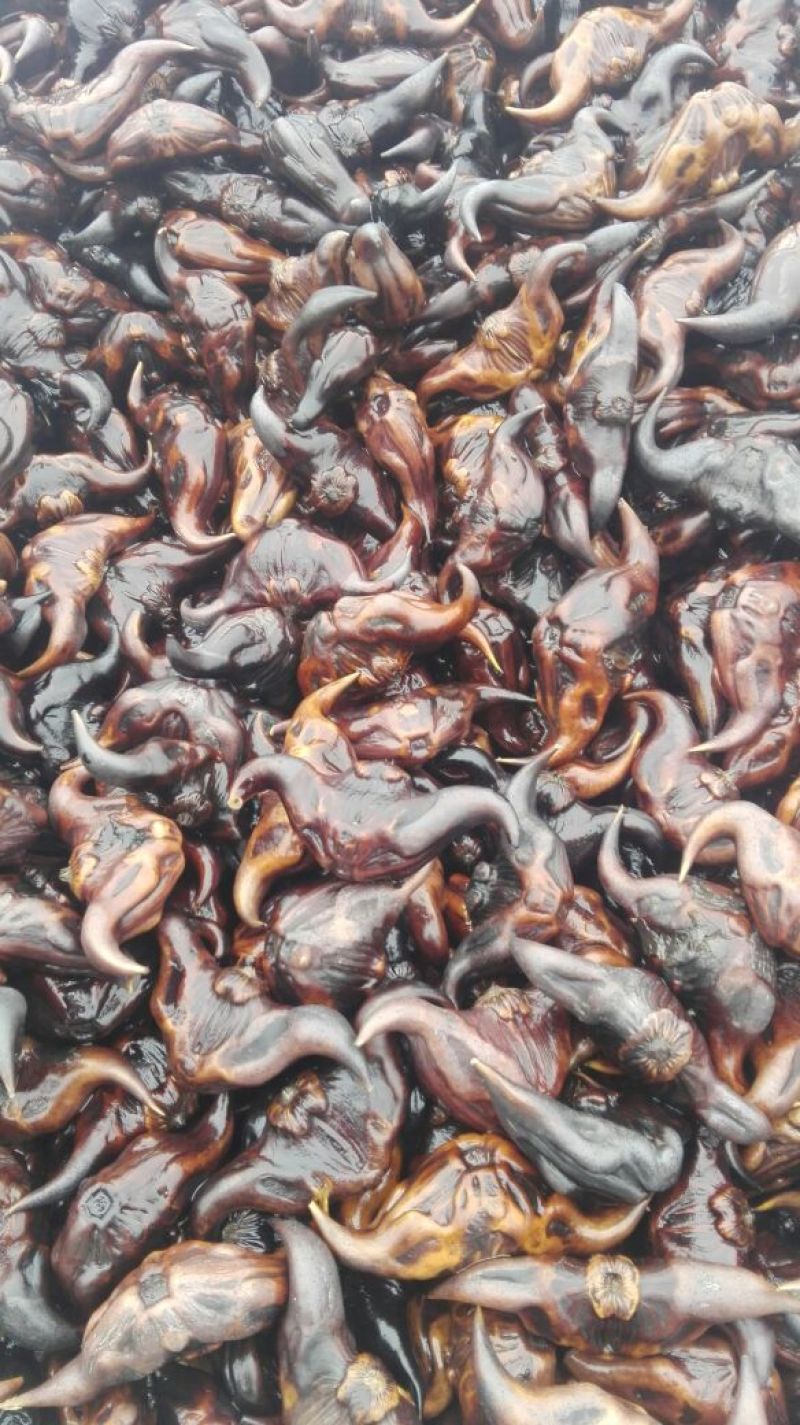 青菱苗优质高产大量供货量大价优