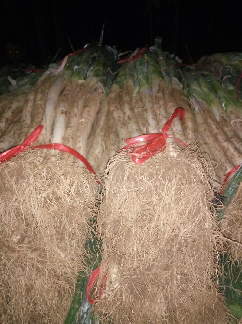 大葱25~30cm毛葱2cm左右